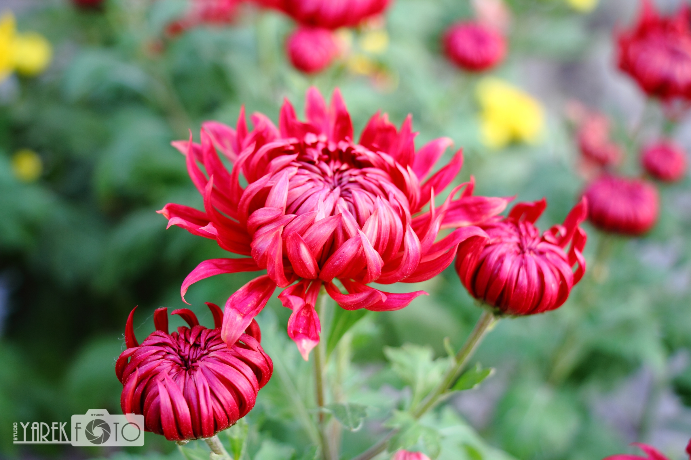 Фотографуємо квіти – публікація перша