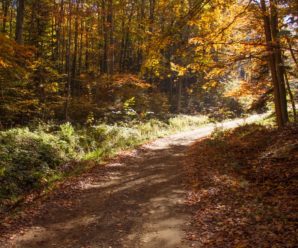 Осінні лісові пейзажі