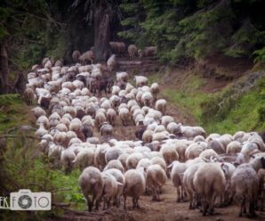 Спецнагорода у фотоконкурсі «Місце краси та сили: природні парки Карпат»