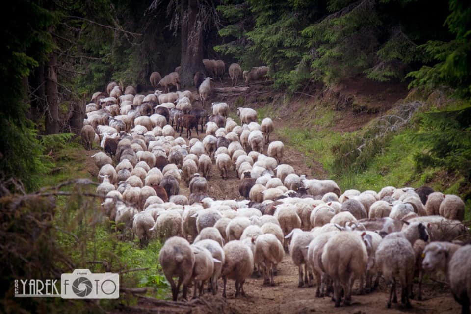 Спецнагорода у фотоконкурсі «Місце краси та сили: природні парки Карпат»