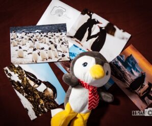 «Листівка Незламності» – фотографічна гуманітарна ініціатива.