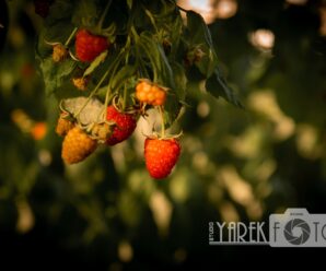 «Золотий час» для фотопортретів