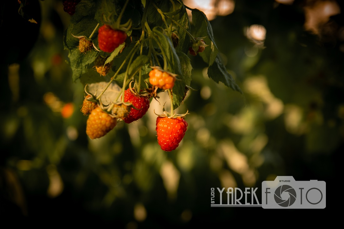 «Золотий час» для фотопортретів