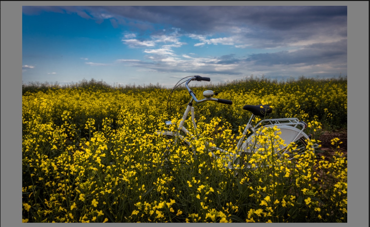 Фото в ріпаку – фото творчість